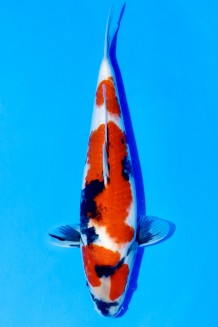 TATEGOI JUMBO TOSAI SHOWA WEIBLICH Koi kaufen im Koishop