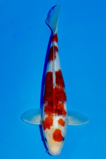 TATEGOI AI GOROMO +36CM Koi kaufen im Koishop