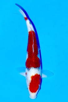 Kaufen Sie hier diesen TATEGOI AI GOROMO JUMBO TOSAI WEIBLICH Japan Koi vom Züchter Sakazume TATEGOI AI GOROMO JUMBO TOSAI WEIBLICH Koi kaufen im Koishop
