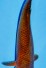 TATEGOI AKA MATSUBA WEIBLICH +43CM