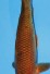 TATEGOI AKA MATSUBA WEIBLICH +43CM