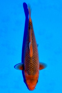 TATEGOI AKA MATSUBA WEIBLICH Koi kaufen im Koishop