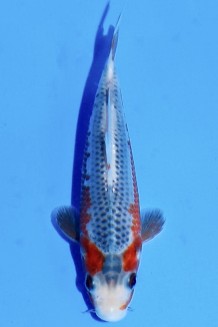 TATEGOI ASAGI Koi kaufen im Koishop