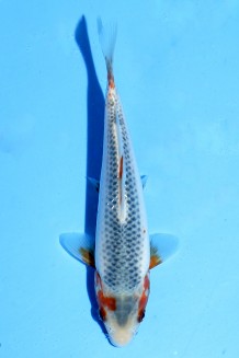 TATEGOI ASAGI Koi kaufen im Koishop