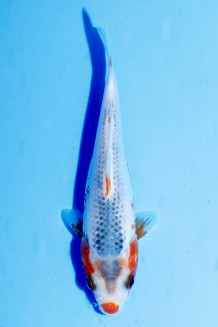 TATEGOI ASAGI Koi kaufen im Koishop