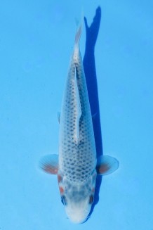 TATEGOI ASAGI Koi kaufen im Koishop