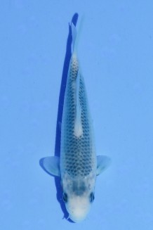 TATEGOI ASAGI Koi kaufen im Koishop