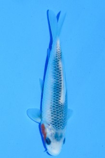 TATEGOI ASAGI Koi kaufen im Koishop