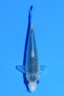 TATEGOI ASAGI Koi kaufen im Koishop