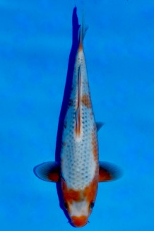 TATEGOI ASAGI WEIBLICH Koi kaufen im Koishop