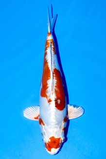TATEGOI BENI KIKOKURYU WEIBLICH +41 CM Koi kaufen im Koishop