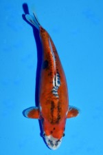 TATEGOI BENI KIKOKURYU WEIBLICH