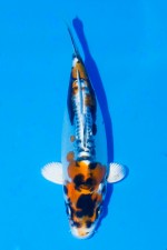 TATEGOI BENI KIKOKURYU WEIBLICH