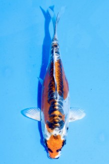 TATEGOI BENI KIKOKURYU WEIBLICH Koi kaufen im Koishop