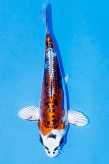 TATEGOI BENI KIKOKURYU WEIBLICH Koi kaufen im Koishop
