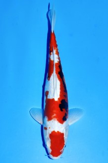 TATEGOI BENI KUMONRYU WEIBLICH +40CM Koi kaufen im Koishop