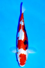 TATEGOI BENI KUMONRYU WEIBLICH +40CM