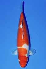 TATEGOI BENI KUMONRYU WEIBLICH +46CM