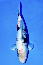 TATEGOI BENI KUMONRYU WEIBLICH +49CM