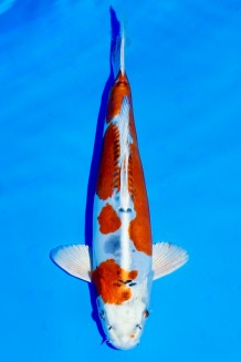 TATEGOI BENIKIKOKURYU WEIBLICH Koi kaufen im Koishop
