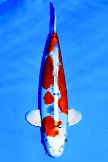 TATEGOI BENIKIKOKURYU WEIBLICH Koi kaufen im Koishop
