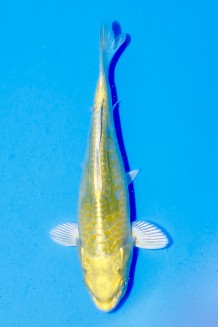 TATEGOI BIG SCALE METALLIC OCHIBA Koi kaufen im Koishop