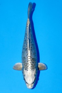 TATEGOI BIG SCALE MUKASHI Koi kaufen im Koishop