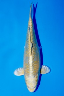 TATEGOI BIG SCALE YAMABUKI Koi kaufen im Koishop