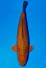 TATEGOI BIGSCALE CHAGOI ROT +61CM
