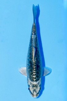 TATEGOI BIGSCALE KARASHI KIKOKURYU Koi kaufen im Koishop