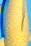 TATEGOI BIGSCALE KARASHIGOI WEIBLICH +48CM