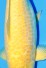 TATEGOI BIGSCALE KARASHIGOI WEIBLICH +48CM