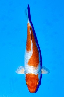 TATEGOI BIGSCALE KIKUSUI WEIBLICH Koi kaufen im Koishop