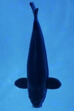 TATEGOI BLACK DIAMOND +49CM