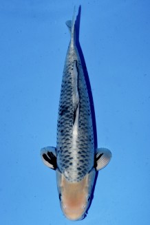 TATEGOI BLACK DIAMOND +49CM Koi kaufen im Koishop