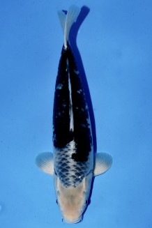 TATEGOI BLACK DIAMOND +47CM Koi kaufen im Koishop