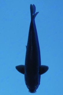 TATEGOI BLACK DIAMOND Koi kaufen im Koishop