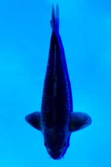 TATEGOI BLACK DIAMOND Koi kaufen im Koishop