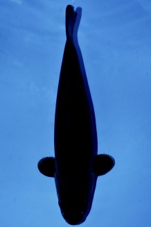 TATEGOI BLACK DIAMOND WEIBLICH +56CM Koi kaufen im Koishop