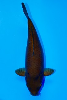 TATEGOI BLACK DIAMOND WEIBLICH Koi kaufen im Koishop