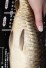 TATEGOI BLACK DIAMOND "YELLOW MONKEY" WEIBLICH +50CM