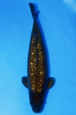 TATEGOI BLACK DIAMOND "YELLOW MONKEY" WEIBLICH +50CM