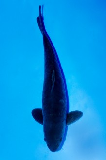 TATEGOI BLACK GOJIRA Koi kaufen im Koishop