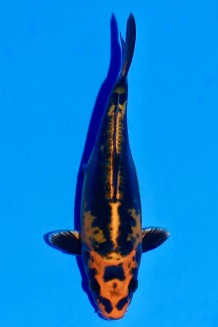 TATEGOI "BLACK LEOPARD" BENI KIKOKURYU WEIBLICH Koi kaufen im Koishop