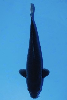 TATEGOI BLACK PEARL WEIBLICH Koi kaufen im Koishop