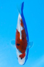 TATEGOI BUDO GOROMO SANKE WEIBLICH