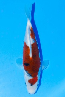 TATEGOI BUDO GOROMO SANKE WEIBLICH Koi kaufen im Koishop