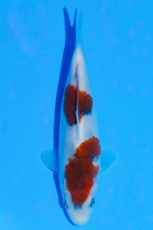 TATEGOI BUDO KOROMO WEIBLICH Koi kaufen im Koishop