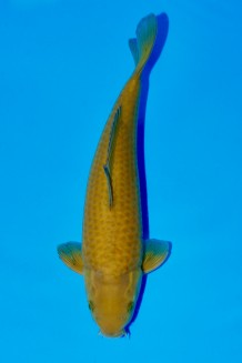 TATEGOI CHAGOI Koi kaufen im Koishop