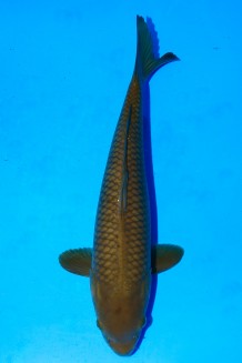 TATEGOI CHAGOI WEIBLICH +45CM Koi kaufen im Koishop